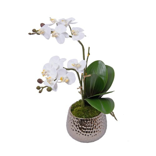 hammered silver plant pot Mini Orchid in a Silver Pot – Theory Design Studio