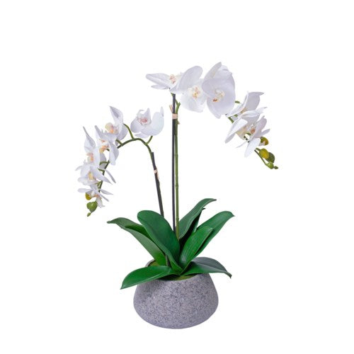 Stone Vase of White Orchids