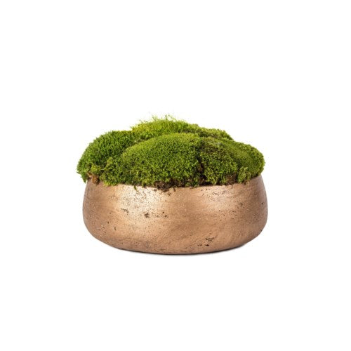 Stone Bowl of Moss